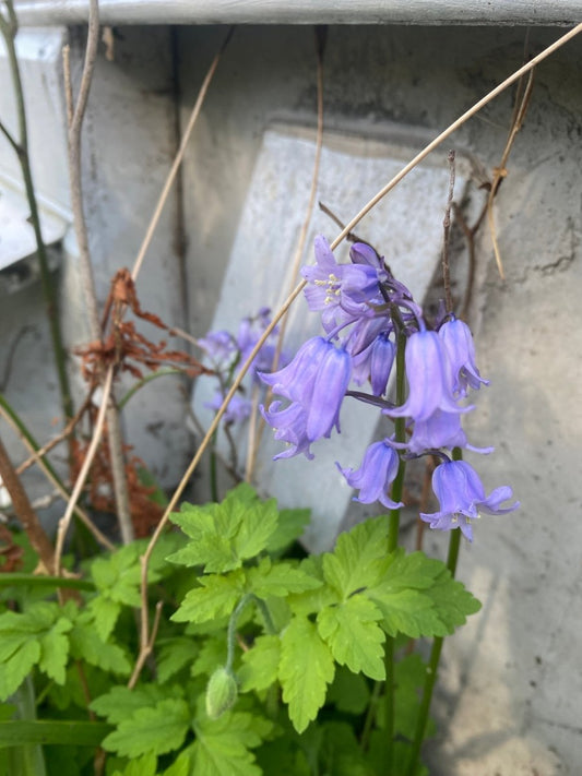 BLÅ KLOKKER øredobber, 3D - tørkede blomster, sølv ørekroker - Øredobber KNASK