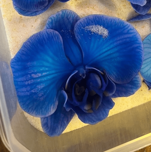 BLÅ ORKIDÉ blomstersmykke, ekte 3D - tørkrt blomst, 925 sølvkjede - Smykke KNASK