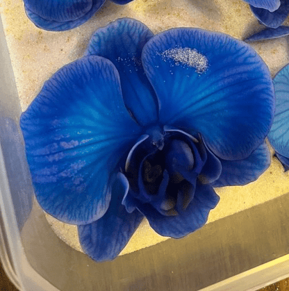 BLÅ ORKIDÉ blomstersmykke, ekte 3D - tørkrt blomst, 925 sølvkjede - Smykke KNASK