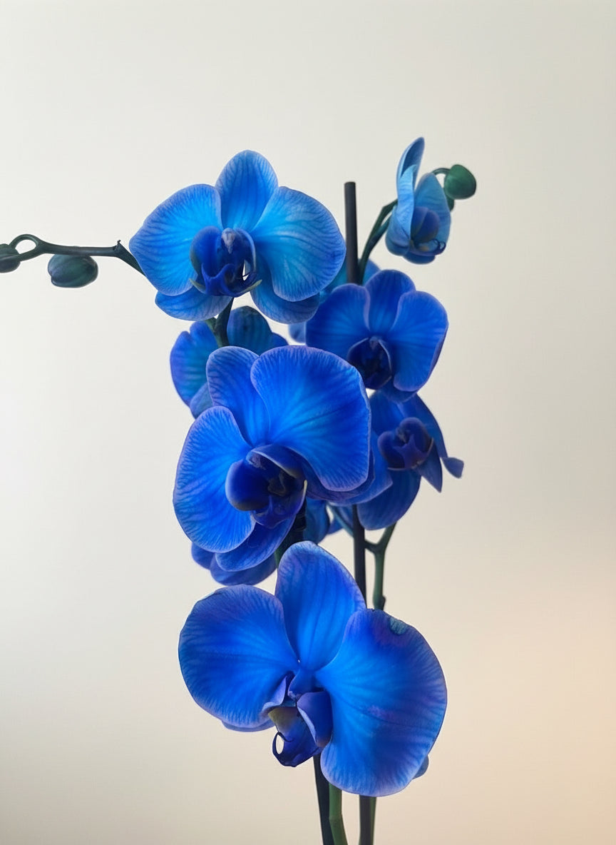 BLÅ ORKIDÉ blomstersmykke, ekte 3D - tørkrt blomst, 925 sølvkjede - Smykke KNASK