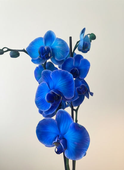 BLÅ ORKIDÉ blomstersmykke, ekte 3D - tørkrt blomst, 925 sølvkjede - Smykke KNASK
