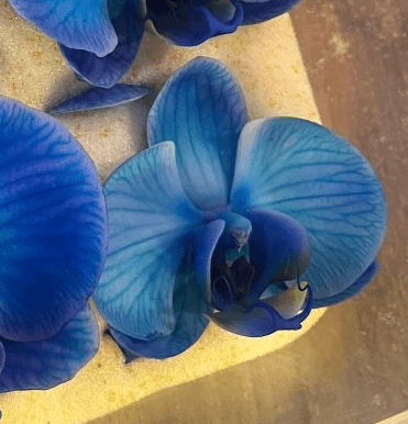 BLÅ ORKIDÉ blomstersmykke, ekte 3D - tørkrt blomst, 925 sølvkjede - Smykke KNASK