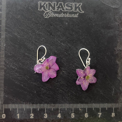 BLÅVEIS øredobber - ekte tørkede blomster - Øredobber KNASK