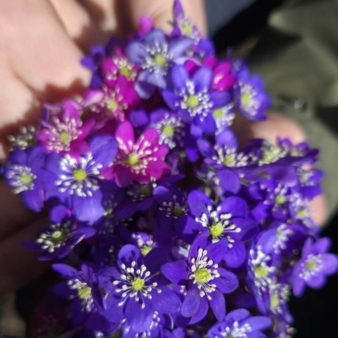 BLÅVEIS øredobber - ekte tørkede blomster - Øredobber KNASK