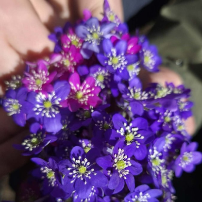 BLÅVEIS øredobber - ekte tørkede blomster - Øredobber KNASK