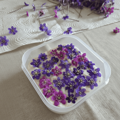 BLÅVEIS øredobber - ekte tørkede blomster - Øredobber KNASK