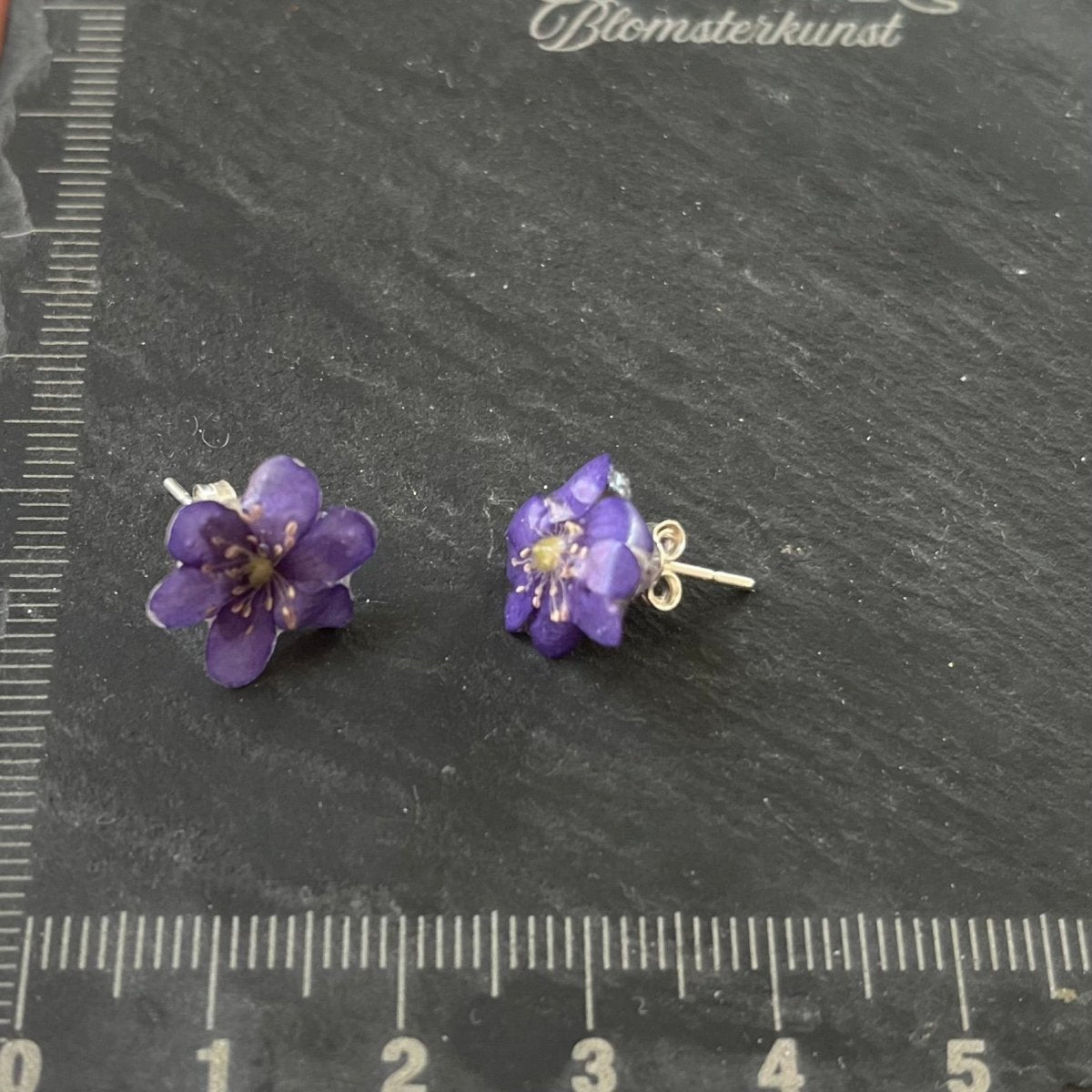 BLÅVEIS øredobber - ekte tørkede blomster - Øredobber KNASK