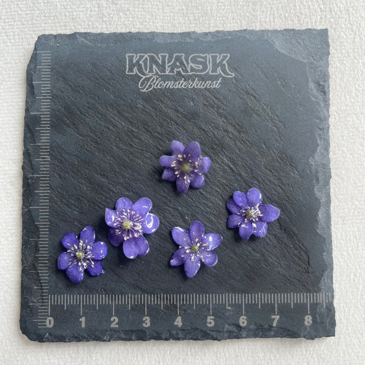 BLÅVEIS smykke - ekte tørket blomst - Smykke KNASK