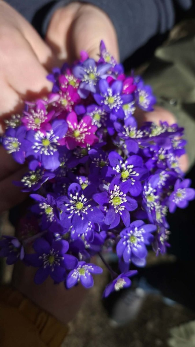 BLÅVEIS smykke - ekte tørket blomst - Smykke KNASK