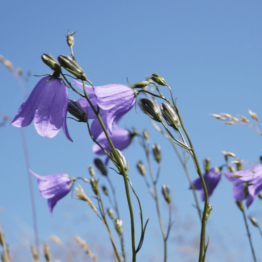 Blåklokke smykke, 3D sølv - Smykke KNASK
