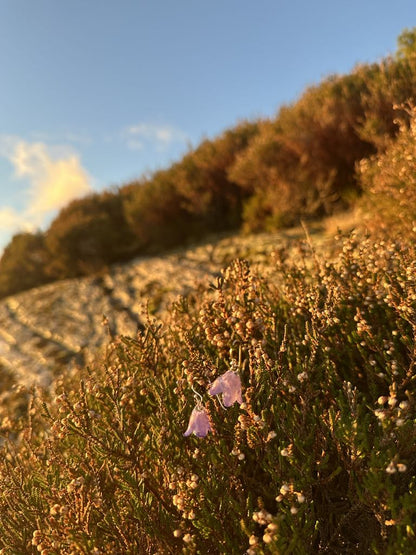 Blåklokker øredobber, 3D sølv - Øredobber KNASK