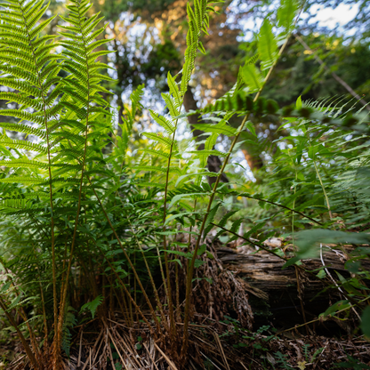 BREGNER øredobberøredobber - ekte tørkede blader - Øredobber KNASK