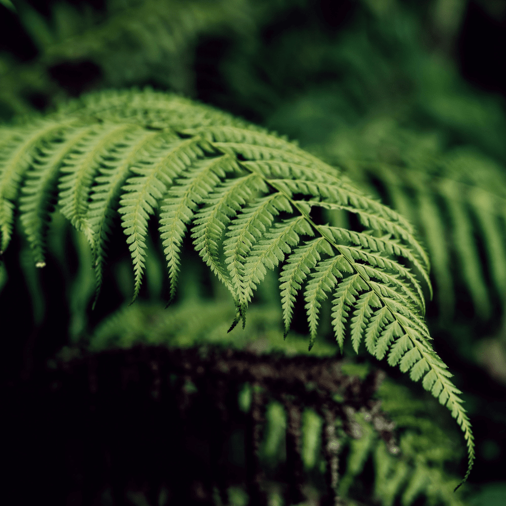 BREGNER øredobberøredobber - ekte tørkede blader - Øredobber KNASK