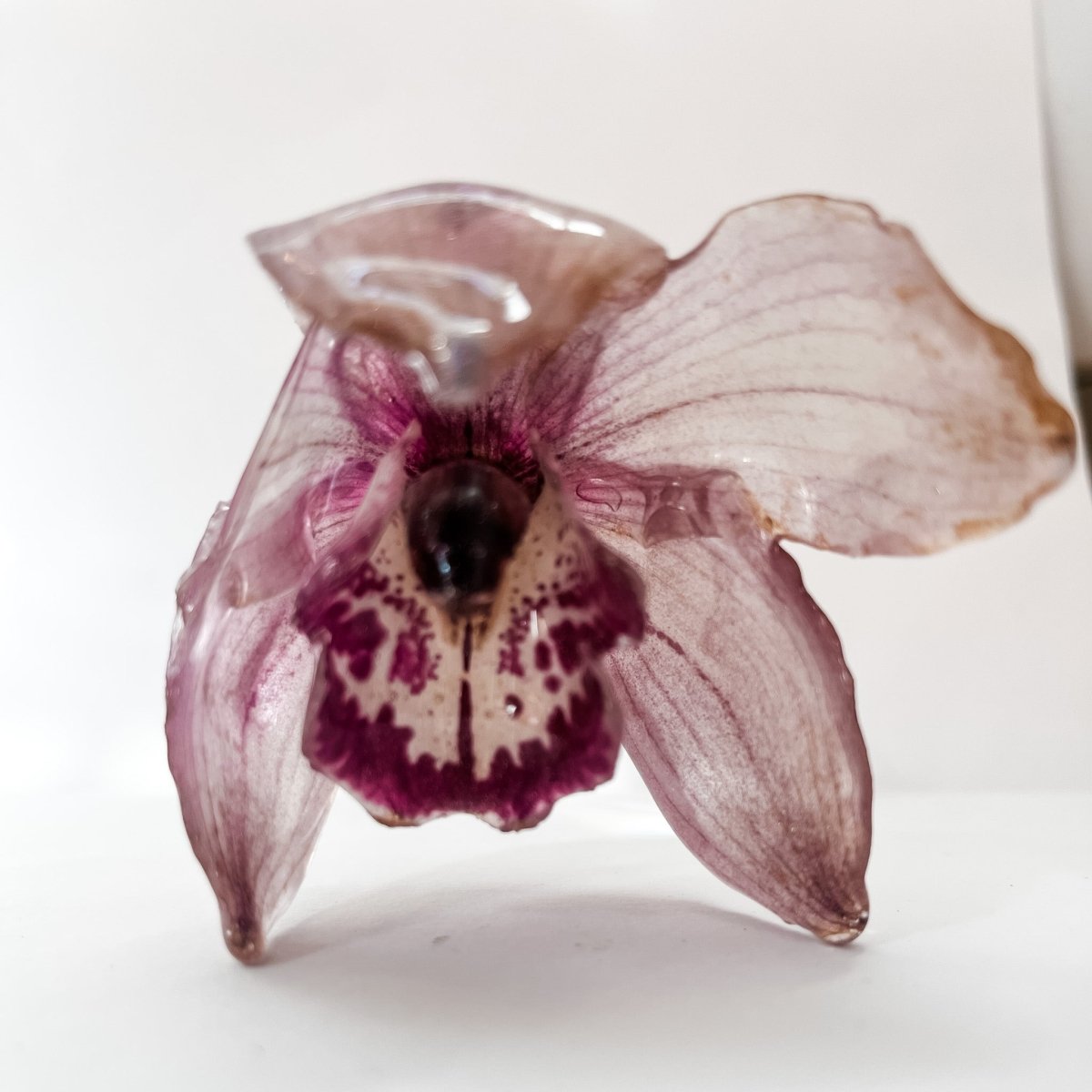 CYMBIDIUM orkidé hårnål, ekte tørket blomst - Hårpynt KNASK