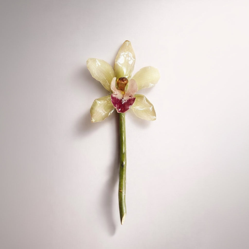 CYMBIDIUM orkidé hårnål, ekte tørket blomst - Hårpynt KNASK