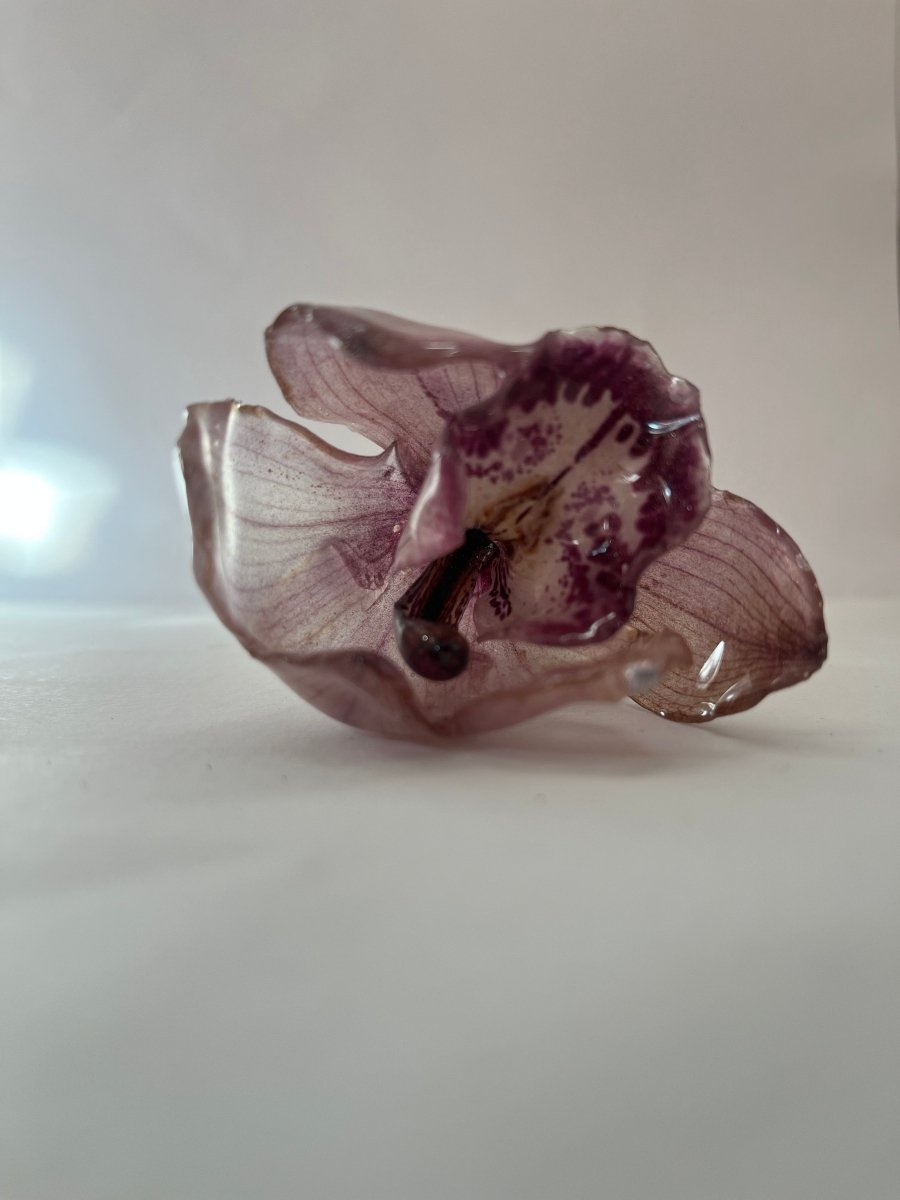 CYMBIDIUM orkidé - KNASK