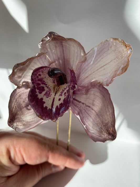CYMBIDIUM orkidé - KNASK