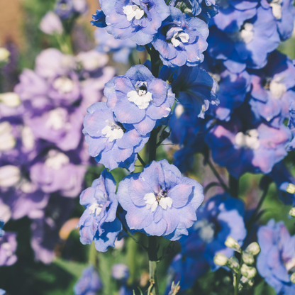 DELFINIUM såpeskål - ekte tørkede blomster - Interiør KNASK