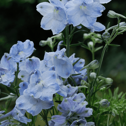 DELFINIUM såpeskål - ekte tørkede blomster - Interiør KNASK