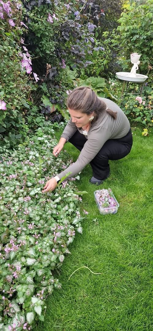 DIABOLO øredobber - ekte tørkede blader, blærespirea - Øredobber KNASK