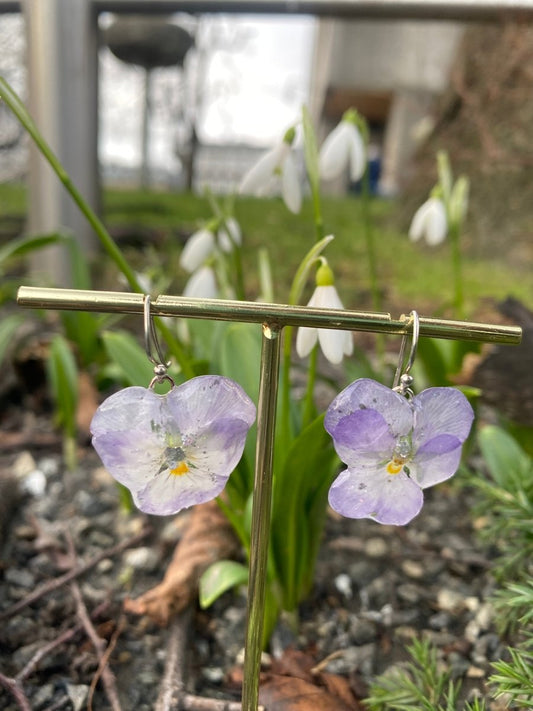 Dus lilla fioler øredobber, ekte stemorsblomst, 925 sølv ørekroker - Øredobber KNASK