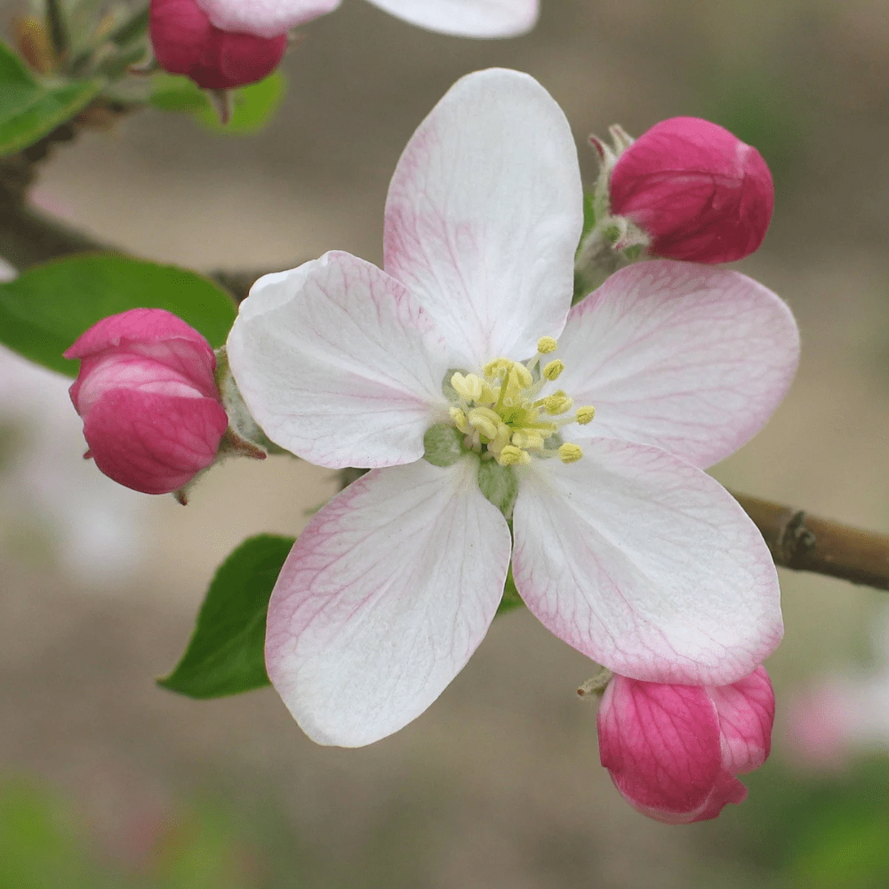 EPLEBLOMST blomstersmykke, ekte tørket blomst, 925 sølvkjede - Smykke KNASK