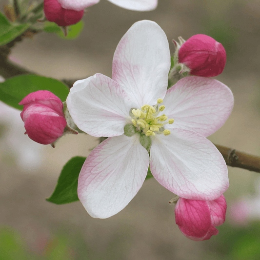 EPLEBLOMST blomstersmykke, ekte tørket blomst, 925 sølvkjede - Smykke KNASK