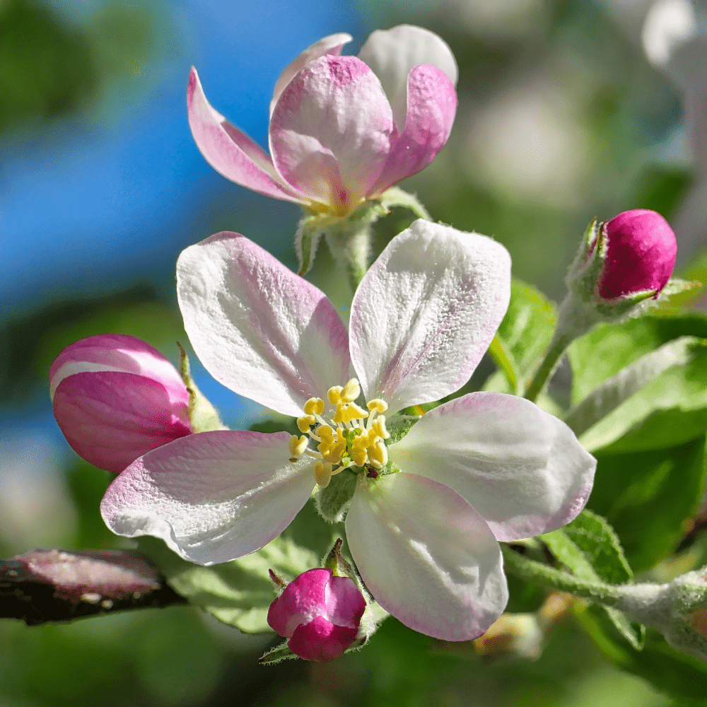 EPLEBLOMST øredobber, ekte tørkede blomster, 925 sølv - Øredobber KNASK