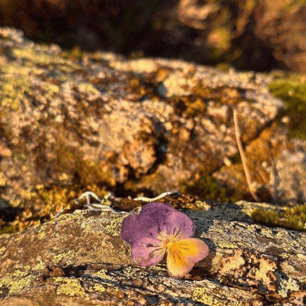 Fjellfell pop - up - Gavekort KNASK