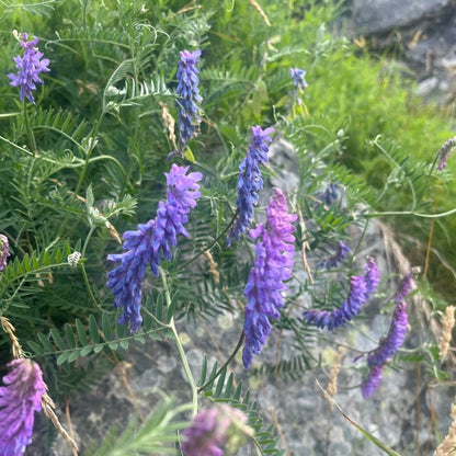 FUGLEVIKKE - KNASK