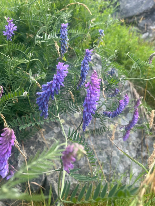 FUGLEVIKKE - KNASK