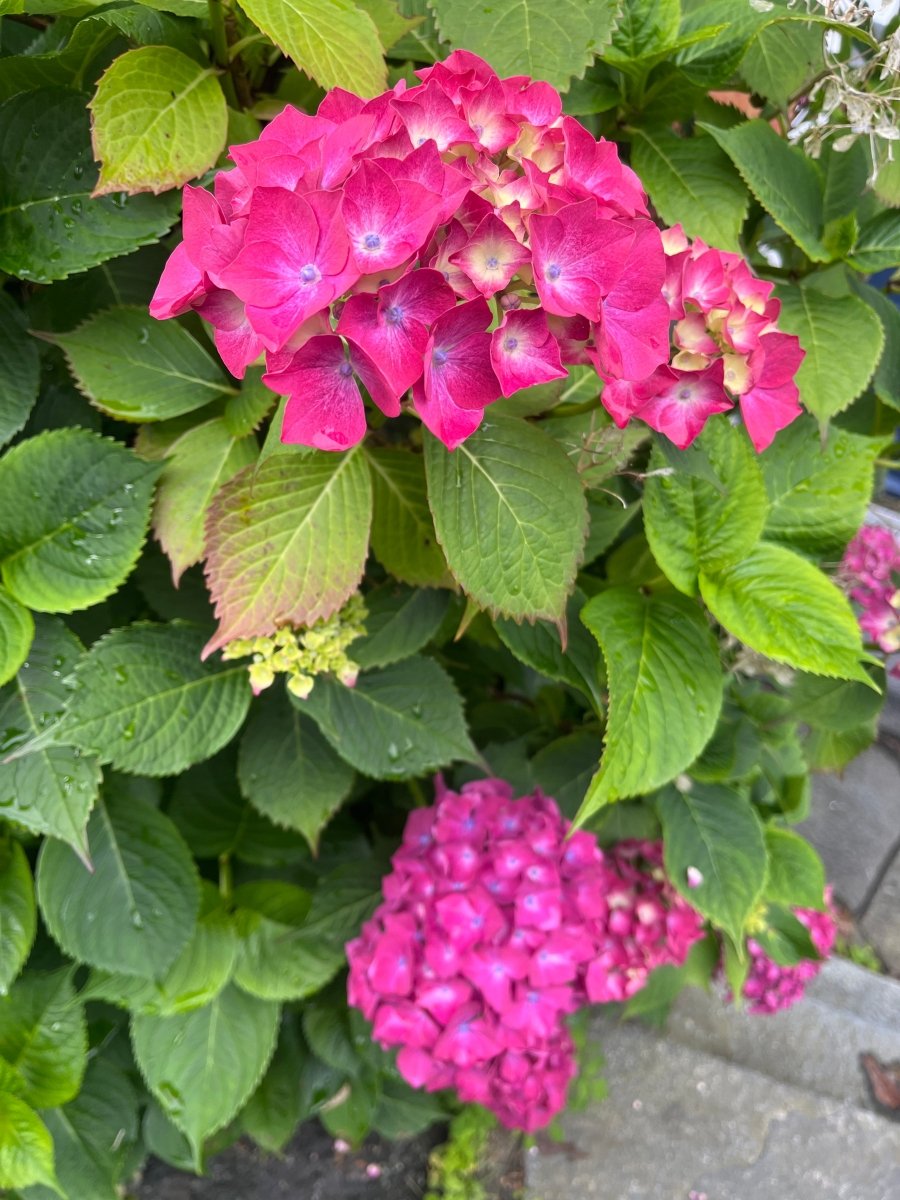 FUKSIA HORTENSIA øredobber, sølv ørekroker, ekte presset blomst - Øredobber KNASK