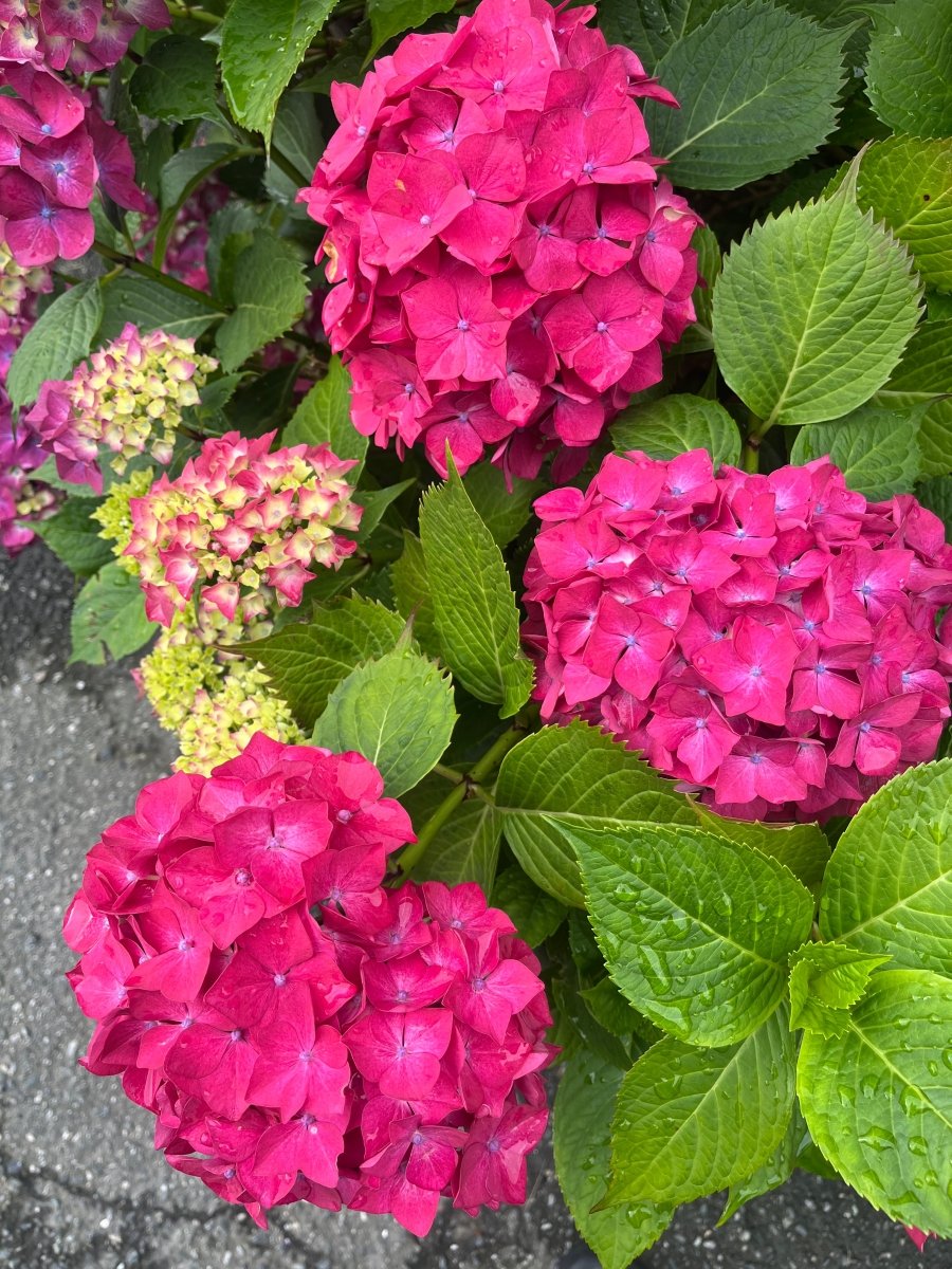 FUKSIA HORTENSIA øredobber, sølv ørekroker, ekte presset blomst - Øredobber KNASK