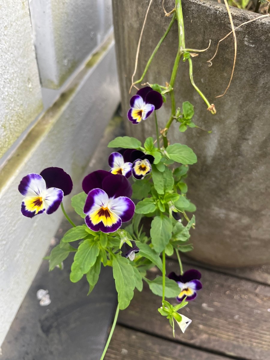 GLAMOUR FIOL øredobber - ekte tørkede blomster - Øredobber KNASK