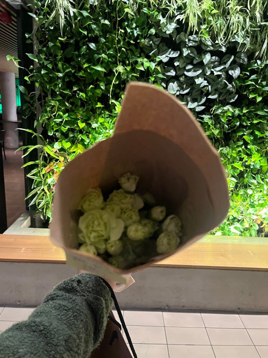 GRØNN NELLIK 🏳️‍🌈 - KNASK