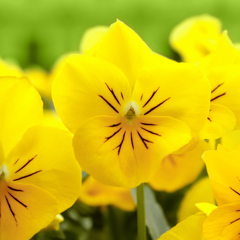 GUL FIOL blomstersmykke, sølvkjede, ekte 3D - tørket stemorsblomst - Smykke KNASK