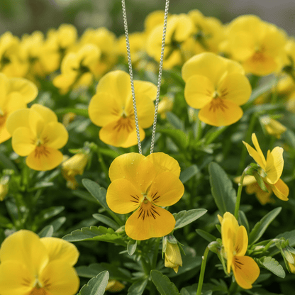 GUL FIOL blomstersmykke, sølvkjede, ekte 3D - tørket stemorsblomst - Smykke KNASK