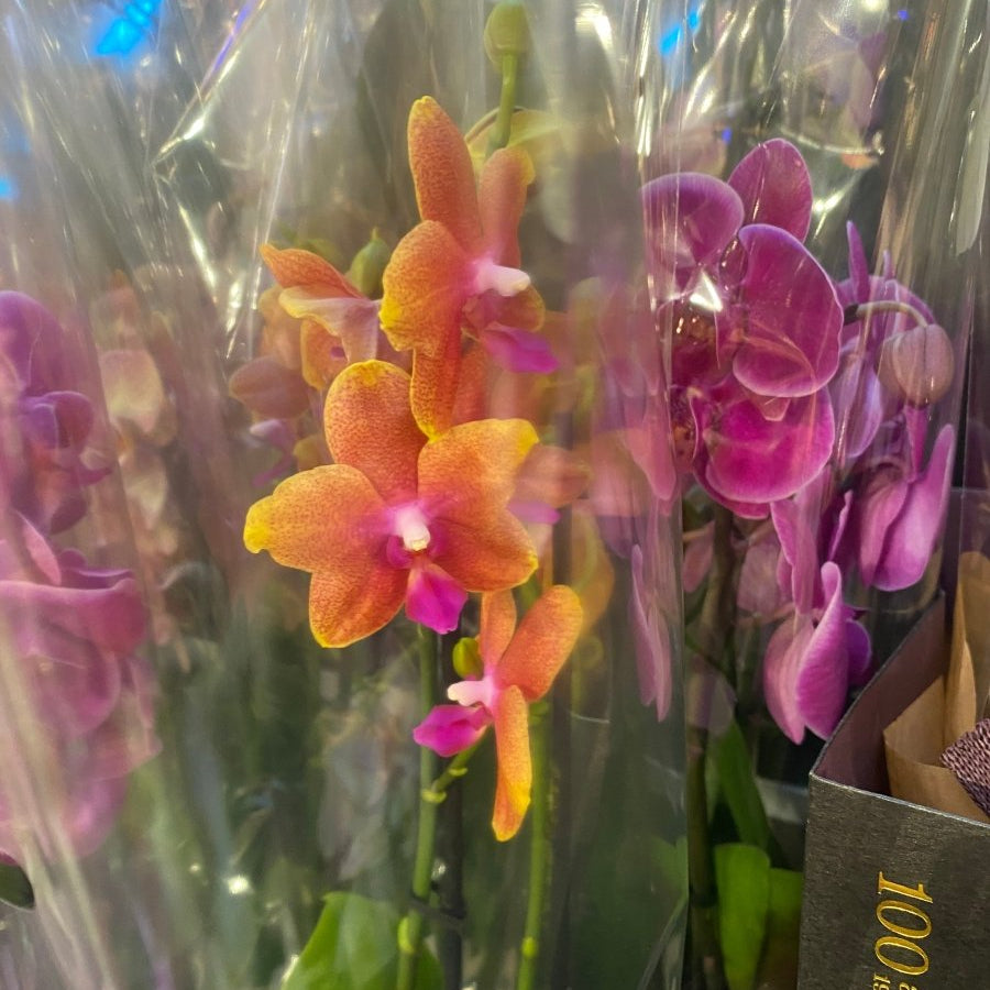 GYLDEN ORKIDÉ smykke - ekte tørket blomst - Smykke KNASK