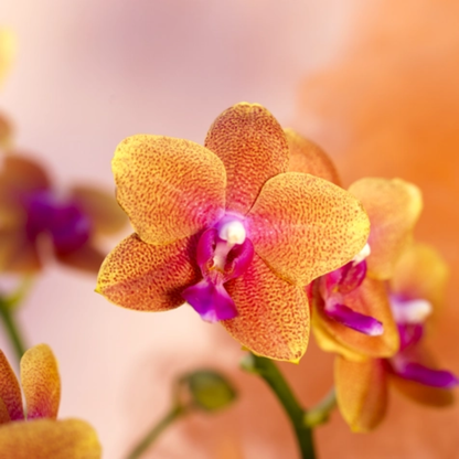 GYLDEN ORKIDÉ smykke - ekte tørket blomst - sølv, medium - Smykke KNASK