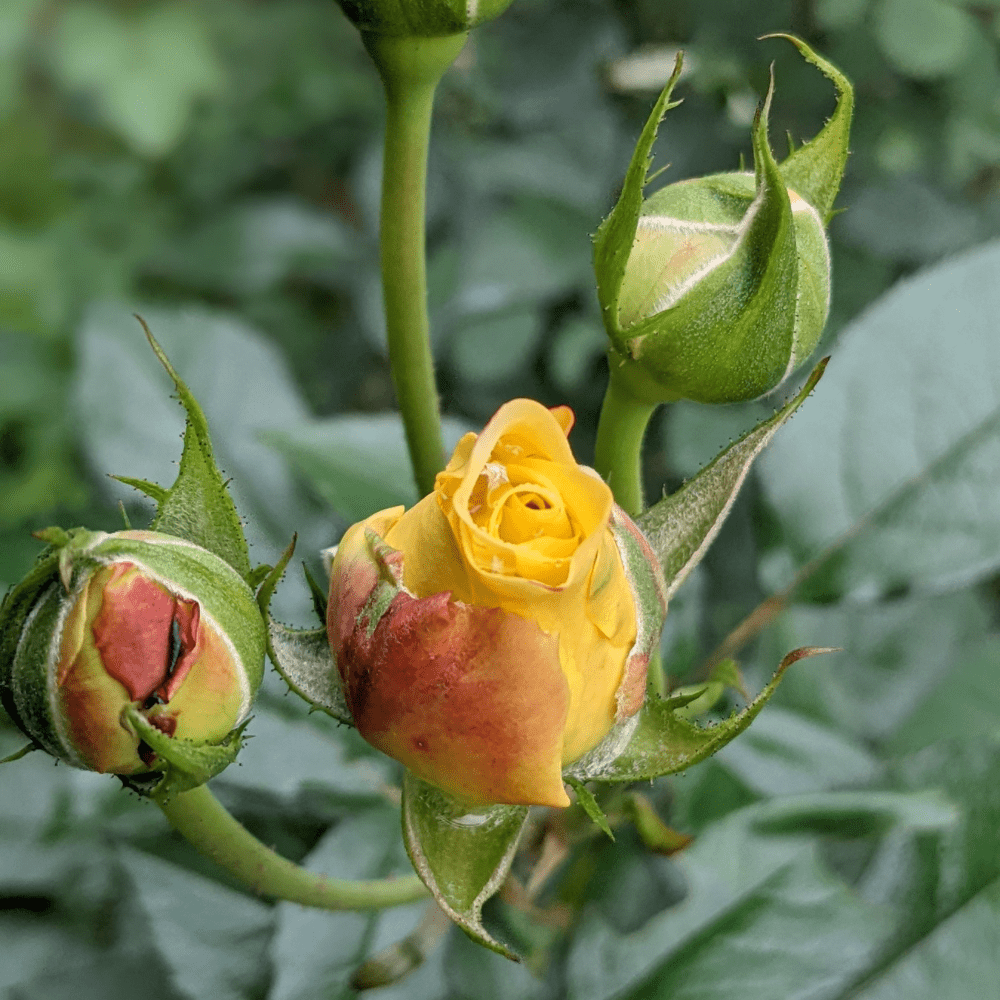 GYLDNE ROSEKNOPPER såpeskål, ekte tørkede blomster - Interiør KNASK