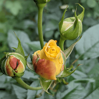 GYLDNE ROSEKNOPPER såpeskål, ekte tørkede blomster - Interiør KNASK