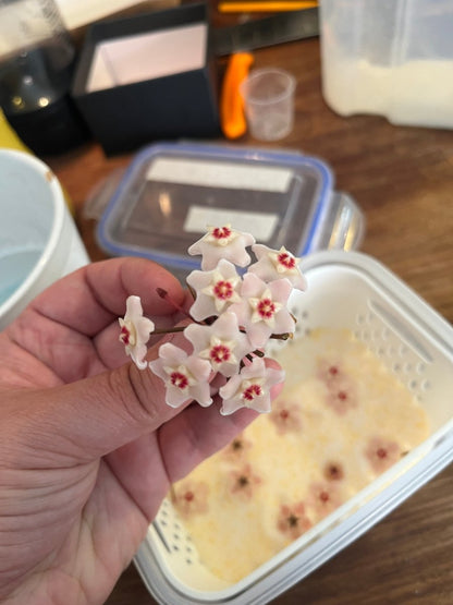 HOYA PERLEBLOMST øredobber, sølv ørestikker med lås (kun 3 par) - KNASK