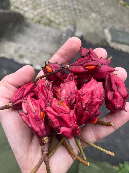 Hva nå i huleste dette er - KNASK