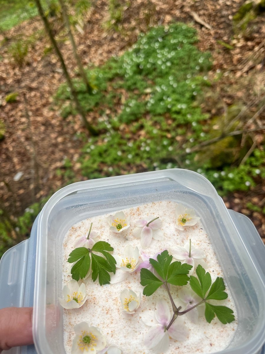 HVITVEIS gavesett - ekte tørkede blomster, sølv - Gavesett KNASK