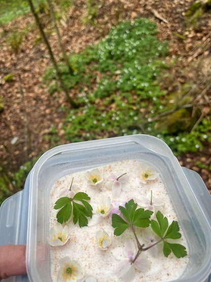 HVITVEIS gavesett - ekte tørkede blomster, sølv - Gavesett KNASK