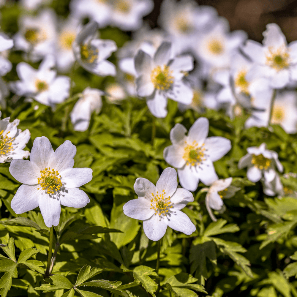 HVITVEIS øredobber - ekte tørkede blomster, sølv - Øredobber KNASK