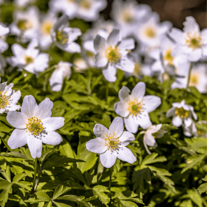 HVITVEIS øredobber - ekte tørkede blomster, sølv - Øredobber KNASK