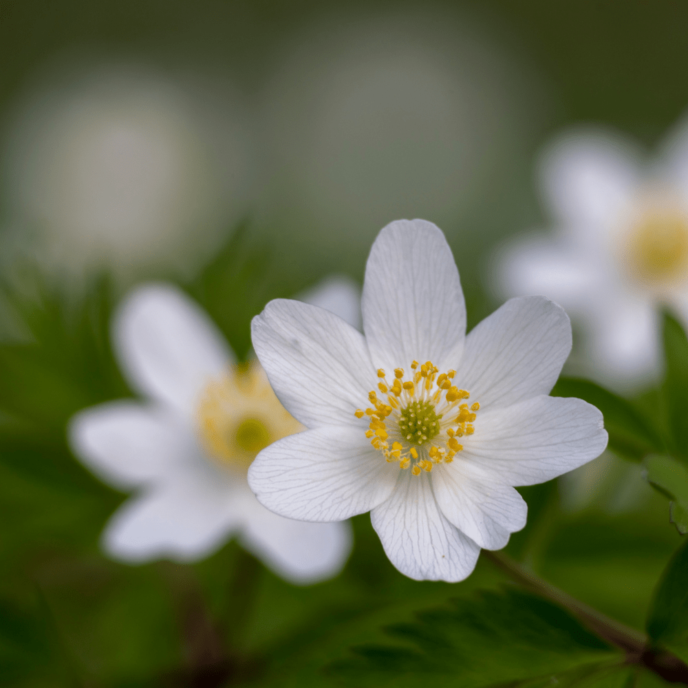 HVITVEIS øredobber - ekte tørkede blomster, sølv - Øredobber KNASK