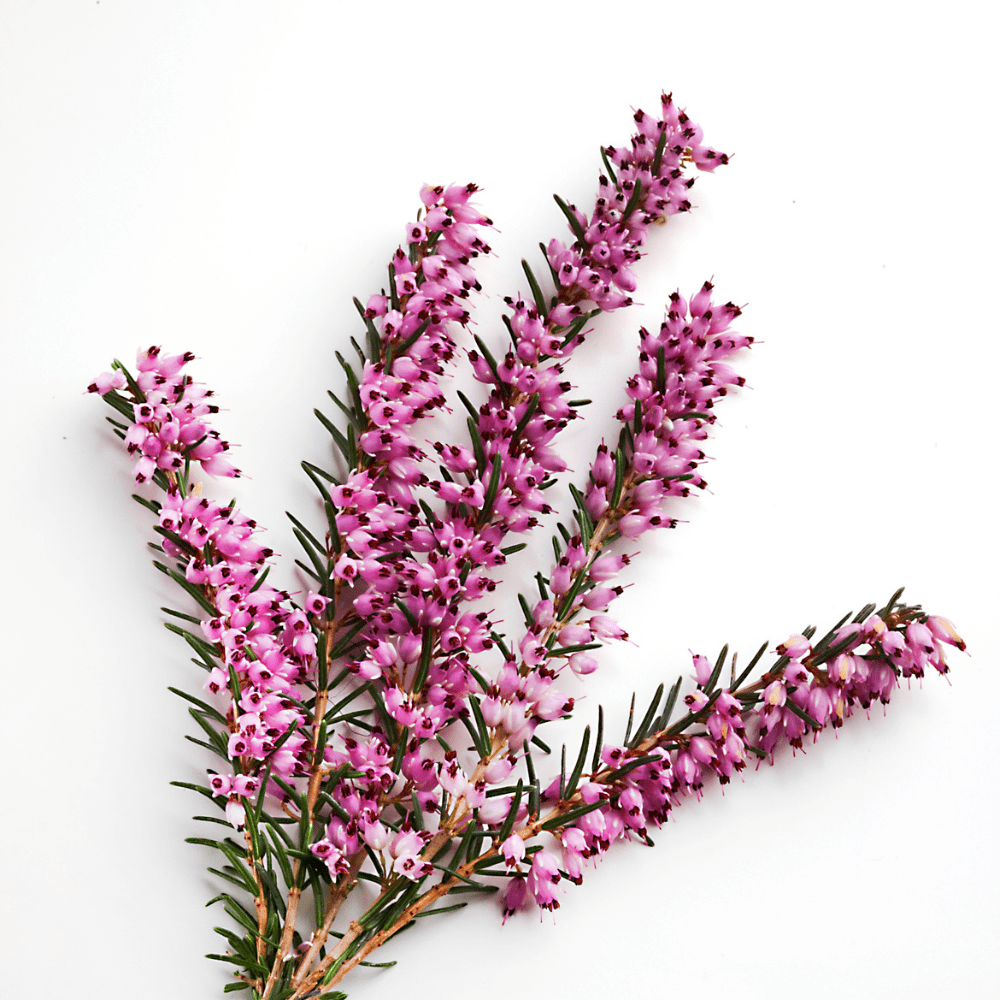 HYTTEKOS vinstopper - ekte tørkede blomster og planter - Interiør KNASK