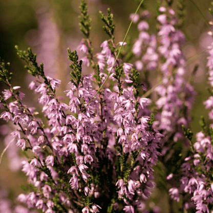 HYTTEKOS vinstopper - ekte tørkede blomster og planter - Interiør KNASK